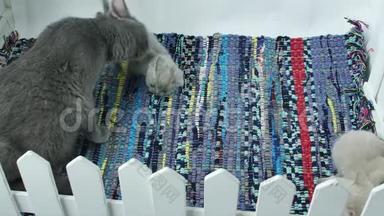 小猫和妈妈在一个小院子里，彩条地毯